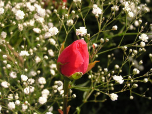 Картинка цветы розы