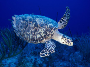 Картинка hawksbill turtle животные Черепахи