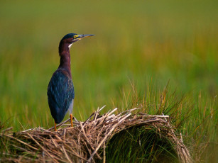 Картинка quiet moment green heron животные цапли