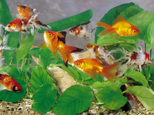 Картинка животные рыбы