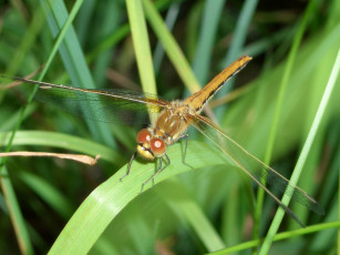 Картинка животные стрекозы