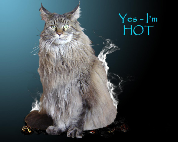 Обои картинки фото юмор, приколы