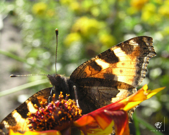 Обои картинки фото животные, бабочки