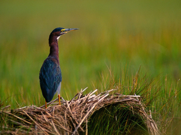 Обои картинки фото quiet, moment, green, heron, животные, цапли