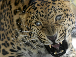 Картинка Ягуар животные Ягуары