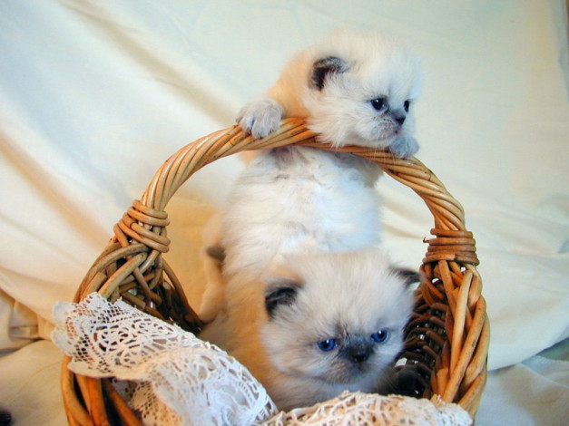 Обои картинки фото животные, коты