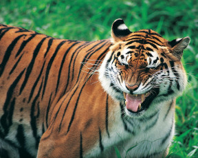 обоя животные, тигры