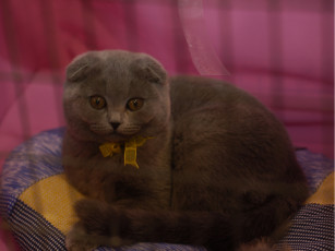 Картинка кот выставки 20 животные коты