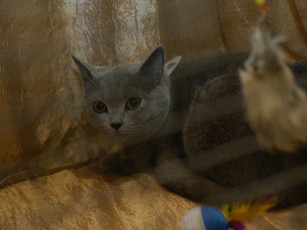 Картинка кот выставки 22 животные коты