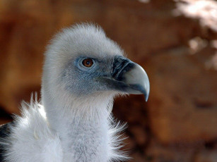 Картинка животные птицы хищники