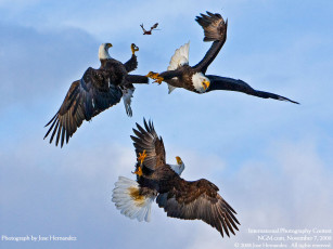 Картинка животные птицы хищники