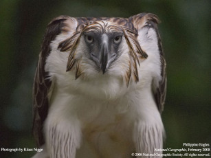 Картинка животные птицы хищники