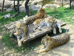 обоя животные, тигры