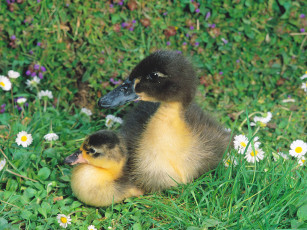 Картинка животные утки