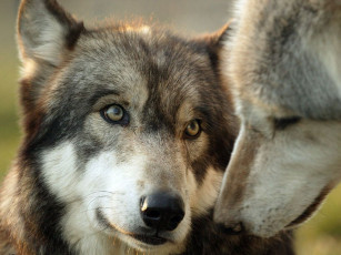 Картинка животные волки