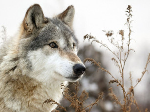 Картинка животные волки