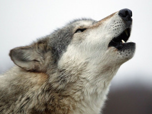 обоя животные, волки