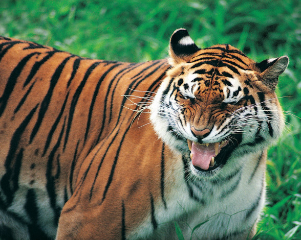 Обои картинки фото животные, тигры