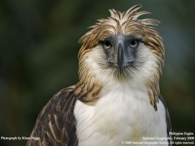 Обои картинки фото животные, птицы, хищники