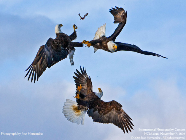 Обои картинки фото животные, птицы, хищники