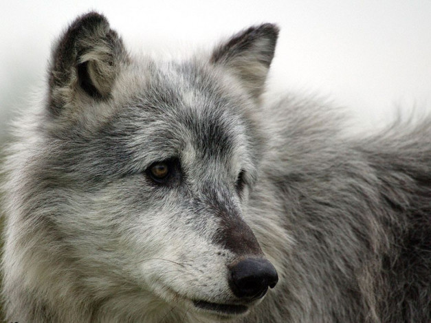 Обои картинки фото животные, волки