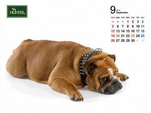 Картинка бренды hunter