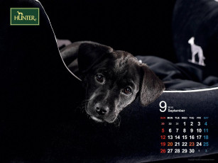 Картинка бренды hunter