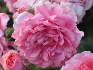 Картинка цветы розы