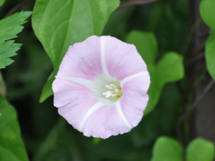 Картинка цветы вьюнки ипомеи