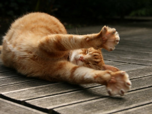 Картинка животные коты