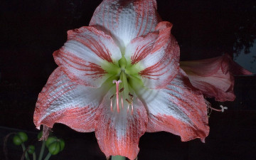 Картинка амаралис цветы амариллисы гиппеаструмы