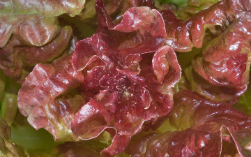 Картинка латук природа листья