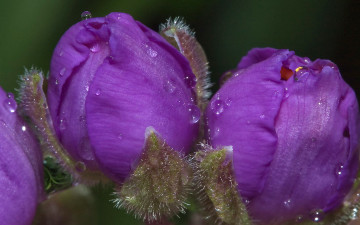 Картинка традесканция цветы традесканции