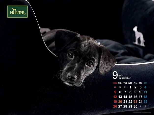 Обои картинки фото бренды, hunter