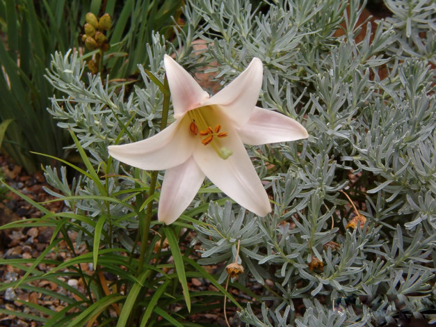 Обои картинки фото цветы, лилии, лилейники