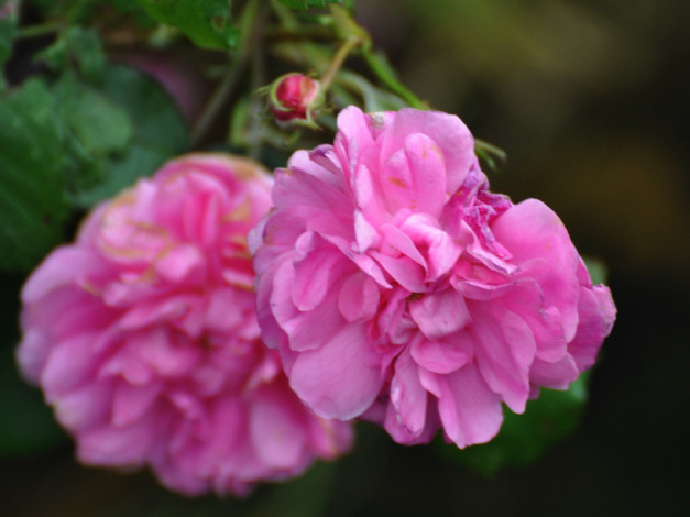 Обои картинки фото цветы, розы