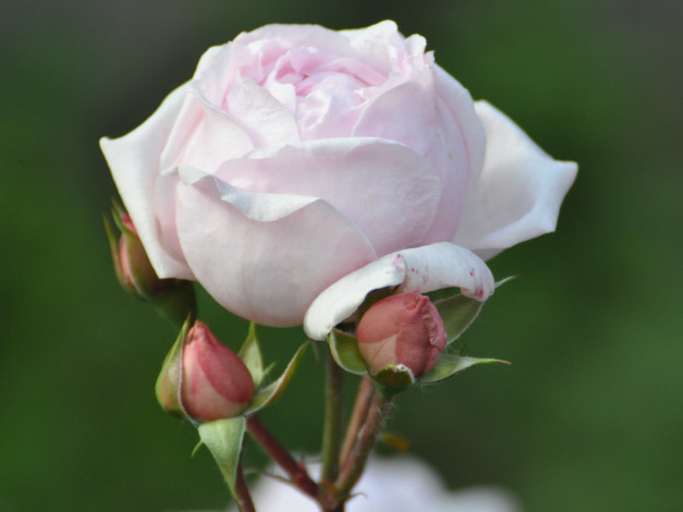 Обои картинки фото цветы, розы