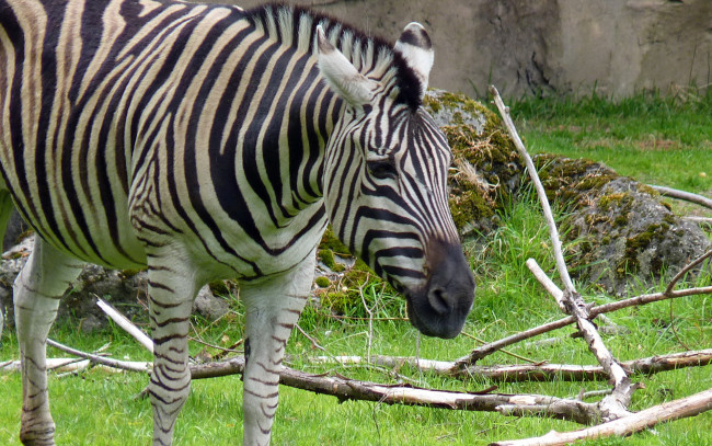 Обои картинки фото животные, зебры