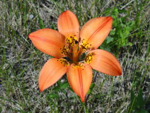 Картинка цветы лилии лилейники