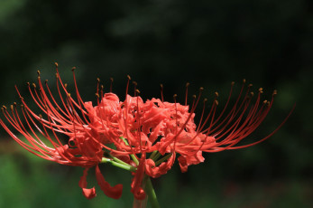 Картинка цветы лилии лилейники тёмный лепестки красные