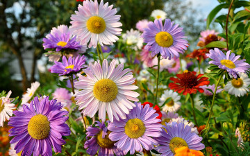 Картинка цветы астры розовые сиреневые