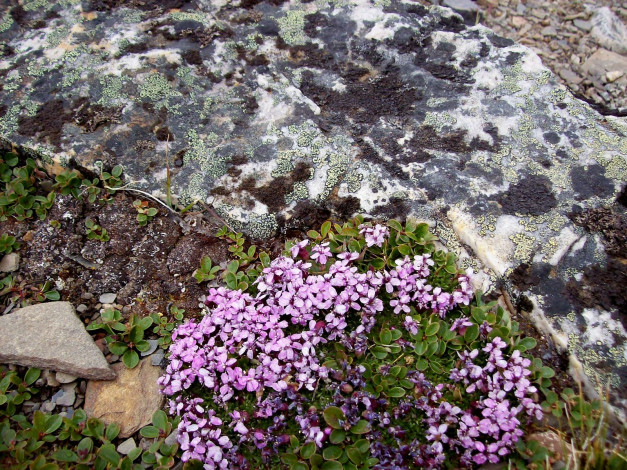 Обои картинки фото цветы, луговые, полевые, горный, цветок