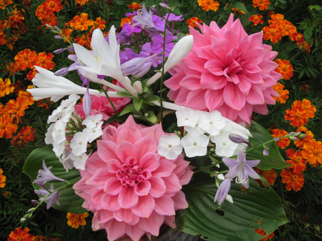 Обои картинки фото цветы, разные, вместе, флоксы, бархатцы, георгины