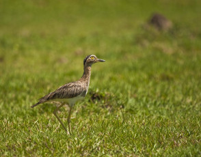 Картинка животные птицы птица