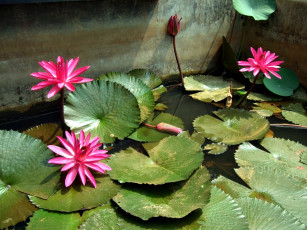 Картинка цветы лилии водяные нимфеи кувшинки