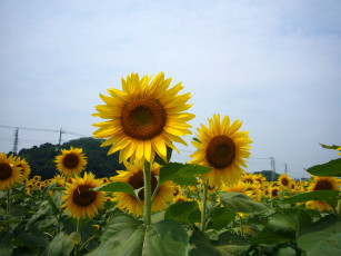 Картинка цветы подсолнухи