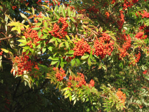 Картинка природа Ягоды рябина