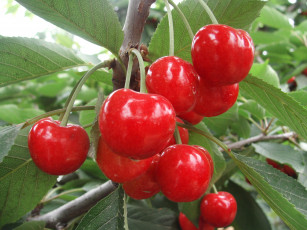 Картинка природа Ягоды ветка вишня