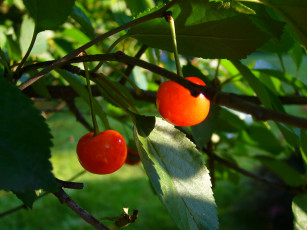 Картинка природа Ягоды вишня ветка