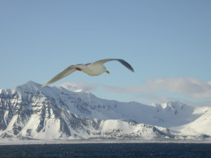 Картинка животные Чайки бакланы крачки чайка